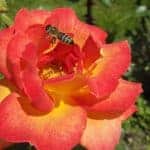 besuch-eine-biene