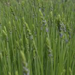 lavendel