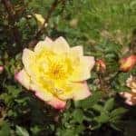 lotusrose