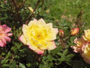 Baden Baden im Rosengarten