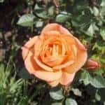 rose-orange