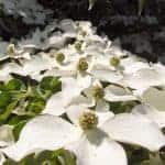 weise-blumen